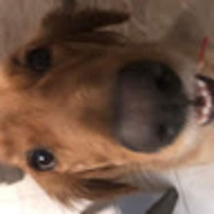 Meet your Posher, Isobel and